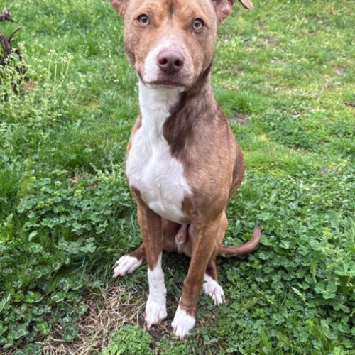 Bull, un compagnon aussi mignon qu’adorable ! #5