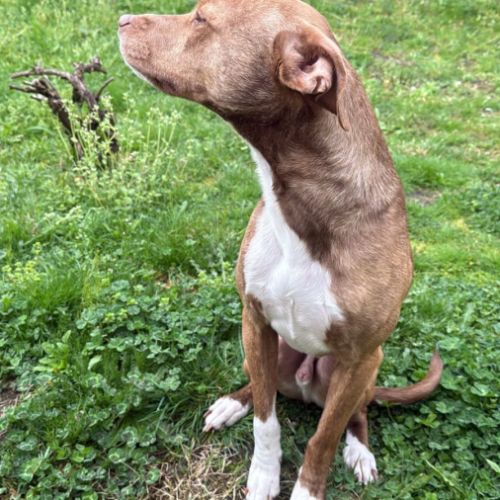 Bull, un compagnon aussi mignon qu’adorable ! #6