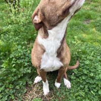 Bull, un compagnon aussi mignon qu’adorable ! #3