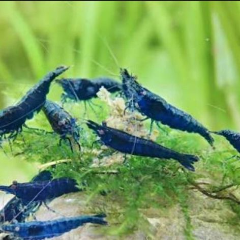 Crevettes neocaridinna blue #0