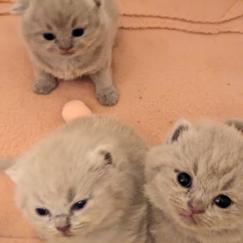 Chatons british shorthair à réserver #3