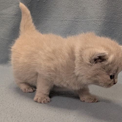 Chatons british shorthair à réserver #4