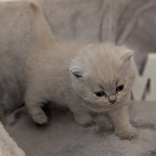 Chatons british shorthair à réserver #5