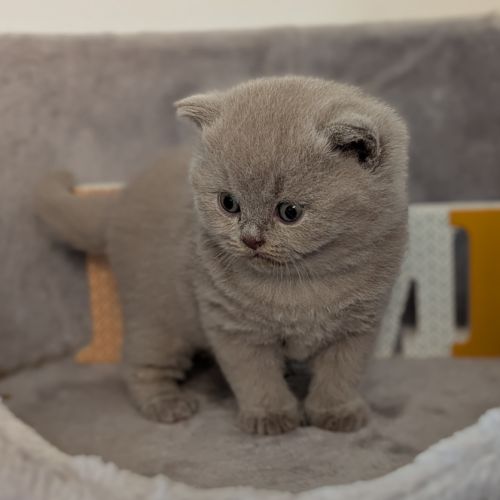 Chatons british shorthair à réserver #6