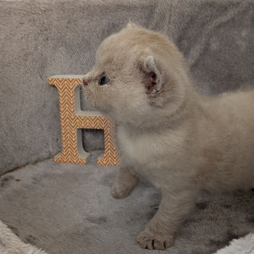 Chatons british shorthair à réserver #7