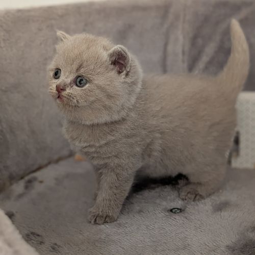 Chatons british shorthair à réserver #0