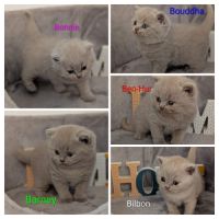 Chatons british shorthair à réserver #1