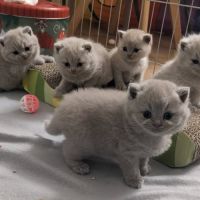 Chatons british shorthair à réserver #2