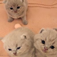 Chatons british shorthair à réserver #3