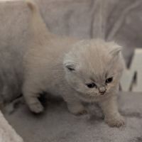 Chatons british shorthair à réserver #5