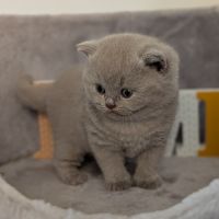 Chatons british shorthair à réserver #6