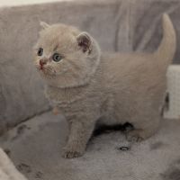 Chatons british shorthair à réserver