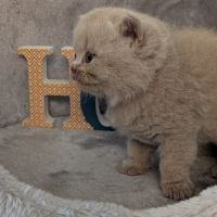 Chatons british shorthair à réserver #9