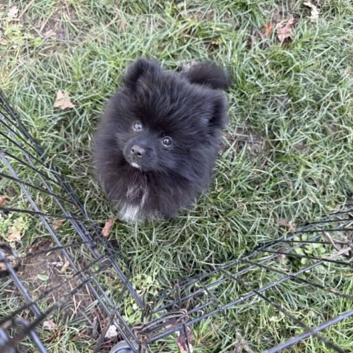 Spitz allemand petit mâle #3