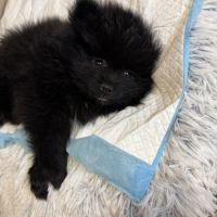 Spitz allemand petit mâle #1