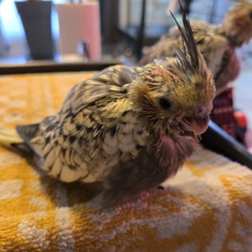 Calopsittes perlées eam 1 mâle et 1 femelle adn #1