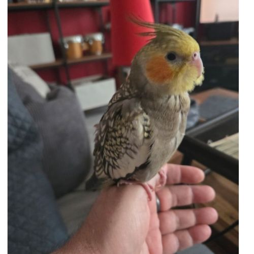 Calopsittes perlées eam 1 mâle et 1 femelle adn #0