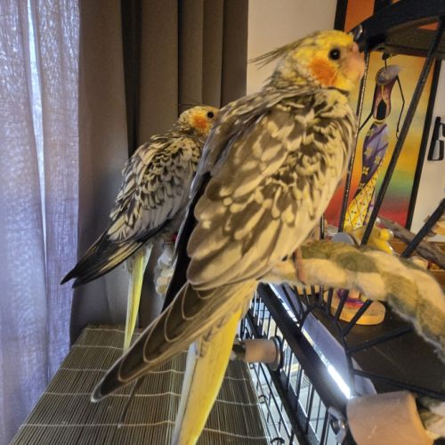 Calopsittes perlées eam 1 mâle et 1 femelle adn #3