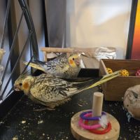 Calopsittes perlées eam 1 mâle et 1 femelle adn #4