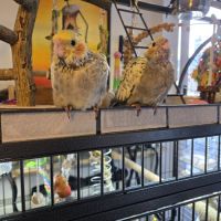 Calopsittes perlées eam 1 mâle et 1 femelle adn #5