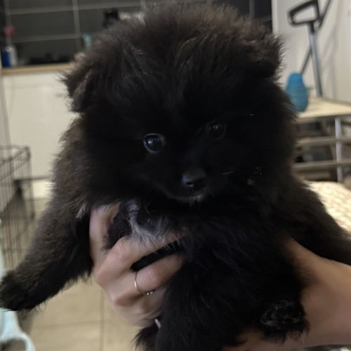 Spitz allemand petit #2