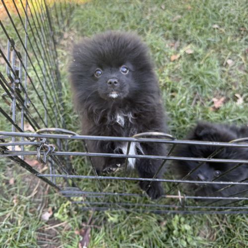 Spitz allemand petit #3