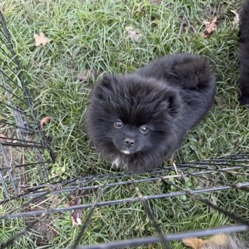 Spitz allemand petit #4