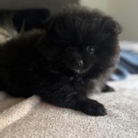 Spitz allemand petit #0