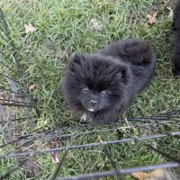 Spitz allemand petit #4