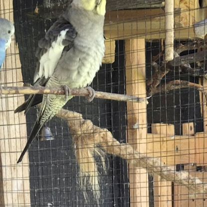 2 males jeunes calopsitte