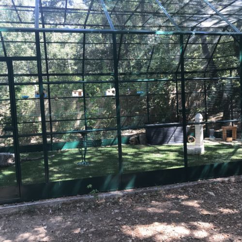 Adorables bébés lapins nains #2