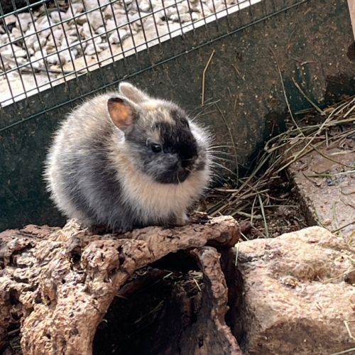 Adorables bébés lapins nains #4