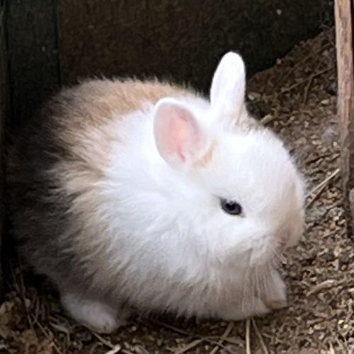 Adorables bébés lapins nains #7