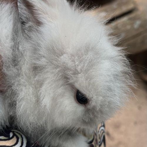 Adorables bébés lapins nains