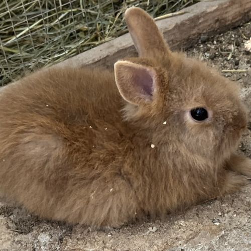Adorables bébés lapins nains #2