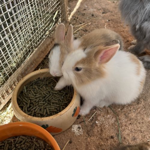 Adorables bébés lapins nains #3