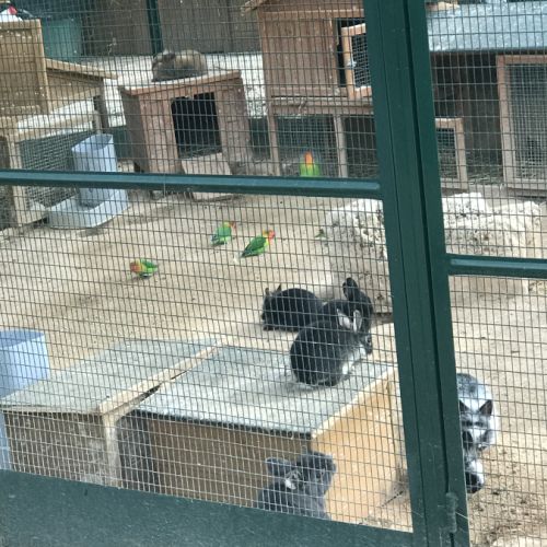 Adorables bébés lapins nains #8