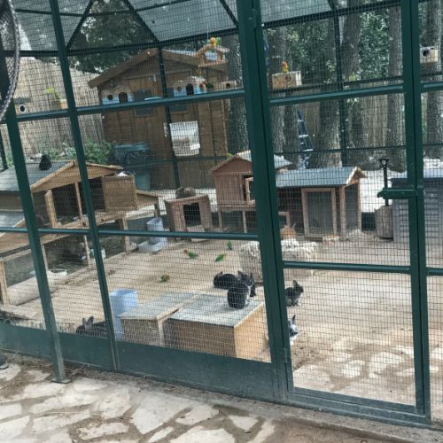 Adorables bébés lapins nains #9