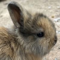 Adorables bébés lapins nains #1