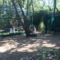 Adorables bébés lapins nains #3