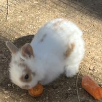 Adorables bébés lapins nains #5