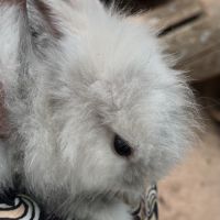 Adorables bébés lapins nains