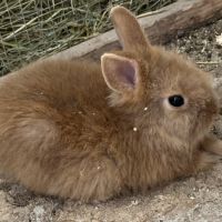Adorables bébés lapins nains #2