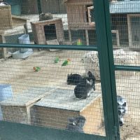 Adorables bébés lapins nains #8