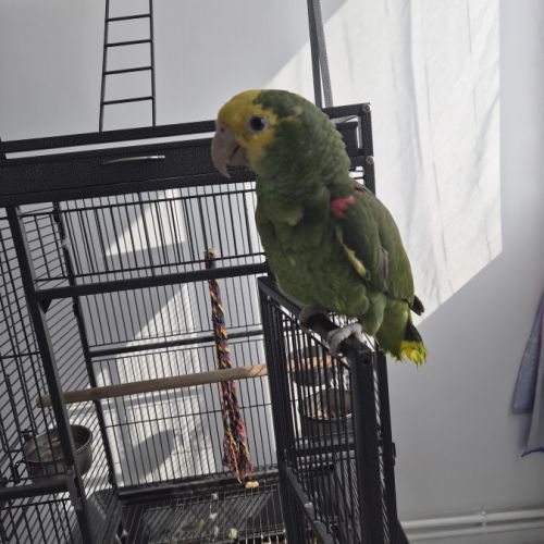 Amazone 1 an et 9 mois #0