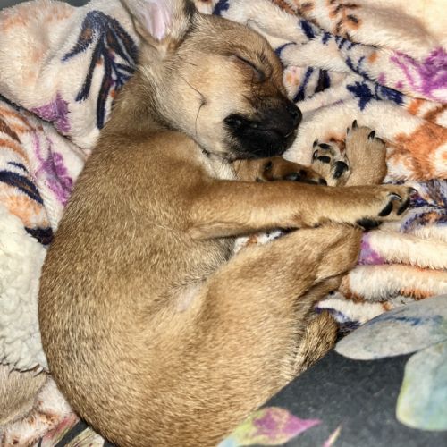 Chiot apparence chihuahua #1