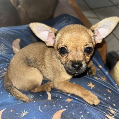 Chiot apparence chihuahua #2