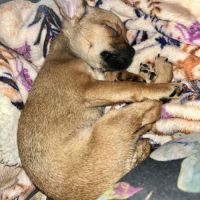 Chiot apparence chihuahua #1