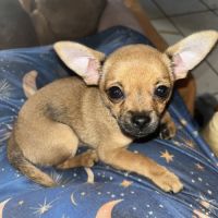 Chiot apparence chihuahua #2