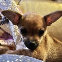 Chiot apparence chihuahua